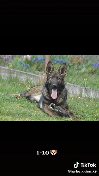 🔂🔟???⁉️🐶🐕🐕‍🦺💜🔥#fy #fyp #fypシ #foryou #foryoupage #germanshepherd #protection #puppylove #anycoloryoulike #protection #life #live #love #viral #views #vibes #video #growupwithme #family #outside #weoutside #wholesome #elidanceking #harleyquinn #rating #rate