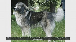 Carpathian Shepherd Review: Pros and Cons of This Loyal Breed