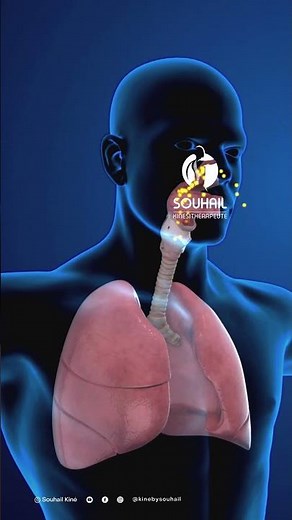 All About the Respiratory System: Discover the Power of Your Lungs and More