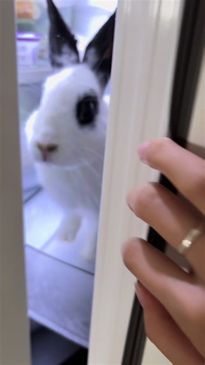 Bunny Memes: The Cutest Rabbit Videos Compilation