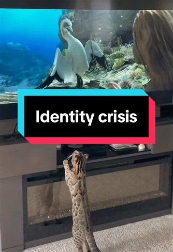Understanding Flounder: A Unique Cat Perspective