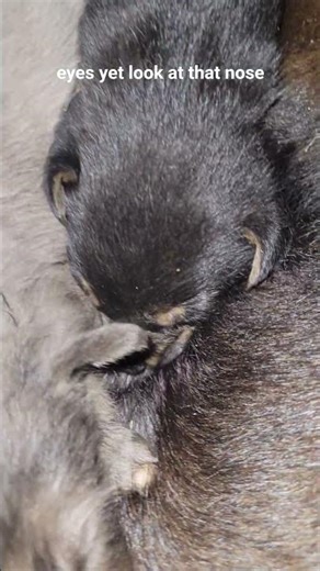 Wait for It… The Cutest Puppy Pile Ever Recorded”