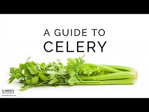 Growing Celery