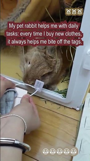 Rabbit Breeds & Rabbit Tasks: Bunny Helps Me Remove Woven Labels! 🐰