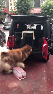 119K views · 705 reactions | Big Boy | DogDog | Facebook