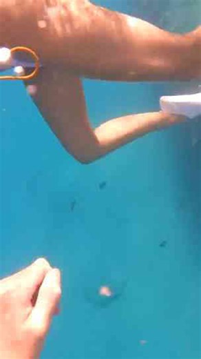 What divers actually remove from the ocean