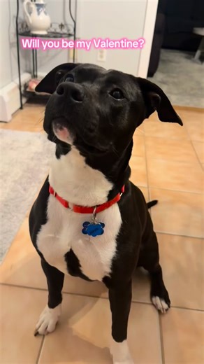 Update: Nova needs to switch foster homes soon, and it’s not due to any fault of her own. We’d love to get her adopted before that transition so she doesn’t have to experience more change. She deserves stability, and she’s so ready for it. Nova came into a southern shelter in August 2025 at just one year old with nine puppies. Shy, unsure, and understandably overwhelmed. With patience, kindness, and a loving foster, she’s blossomed into a sweet, affectionate girl who loves her people and thrives