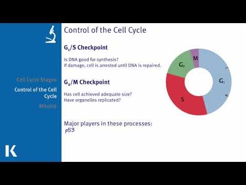 Cell Cycle and Mitosis