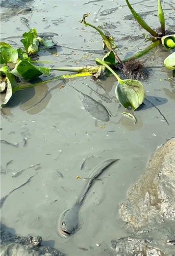 Big Fish Caught During Fishing Adventure