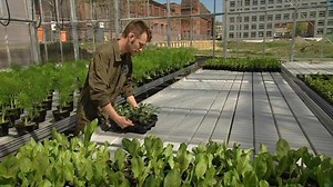 Urban Gardening: Gemüse direkt aus der Stadt
