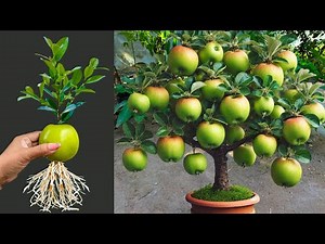 How To Propagate Apple Trees From Cuttings Faster With Onion,how to growing apple trees