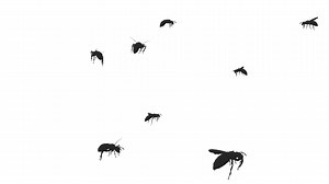 Wasp Swarm Animation Stock Footage SBV-302136043 - Storyblocks