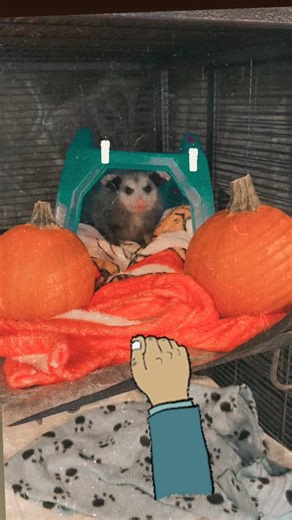 Did you say TICK or treat?? 🎃🍬 Virginia opossums eat hundreds of ticks a year! 😋 Now that’s spooky! 👻 #wildlife #rhodeisland #wildlifeclinic #wildliferehab #wildlifehospital #trick or #treat #happy #halloween #opossum #riwildliferehab #wildlifeclinicri #spooky | Wildlife Rehabilitators Association of Rhode Island