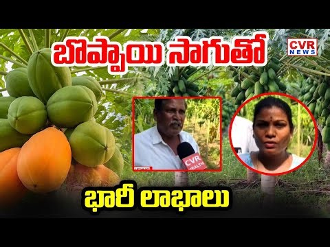 బొప్పాయి సాగుతో భారీ లాభాలు | Papaya Farming In Kakinada district | CVR NEWS