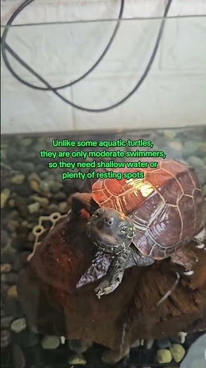 reeves turtle #turtle #turtledoves #reptiles