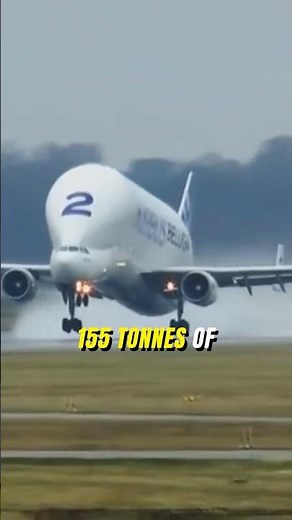 The Airbus Beluga: Why This Weird Plane Shouldn't Exist