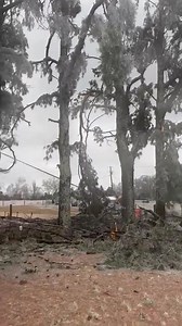 5.2K views · 30 reactions | Tree down on power line in Ecru due to the heavy ice. #mswx Video by Cortney | Meteorologist Gabe Mahner | Facebook
