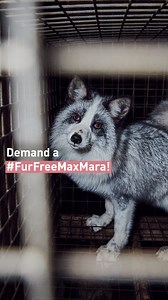 210 reactions · 36 shares | Time to ditch fur cruelty, Max Mara! 力...