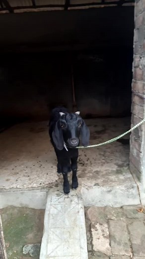 Goat and Cow Interaction in Concrete Enclosure