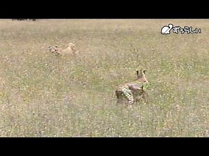 チーターの狩り#4 狙われていたのは・・・「閲覧注意」 Wild animals in Africa/ Cheethah vs Lion