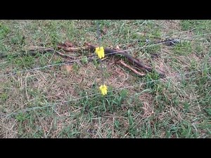Keeping Goats in with 2 Strands of Hotwire - Part 1