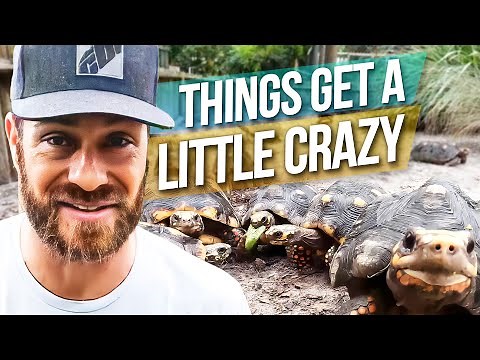 Going Deep with the Redfoots!