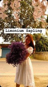 Serendipity on Instagram: "Limonium (SOLD out) Manure: Cow manure/ wood manure is more than enough, does not require heavy feeding. Just once a month liquid fertiliser can be good. Water: Drought tolerant, water only when the soil is dry. Sun: Needs sun to grow well, plant in an area where sun shines at least 6 hours. Can grow in semi shade as well for harsh weather. Perennial Plant: Plant will continue to live once flowering is over. Will need to be provided proper nutrients after harvest is do