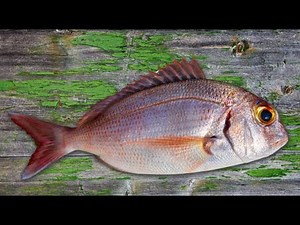 10 Secrets You Need To Know TO Succeed In Fish Farming| Smart Agri Hub