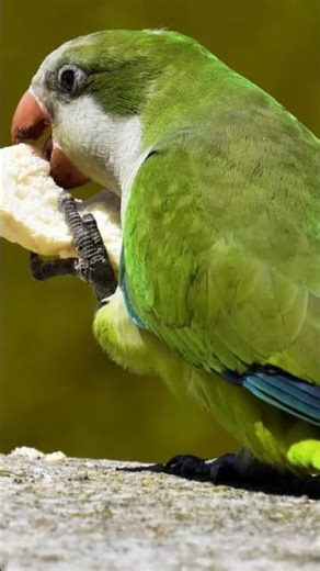 #birds #featheredfriend #cutebaby #fyp