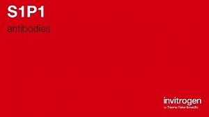 S1P1 antibodies from Thermo Fisher Scientific