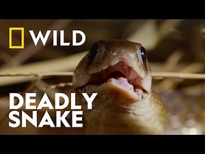 The Spectacled Cobra | Snake Bite | National Geographic WILD UK