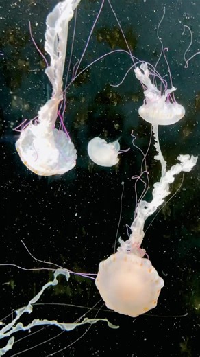 White Jellyfish in Motion | Mesmerising Aquarium Footage | Singapore Oceanarium