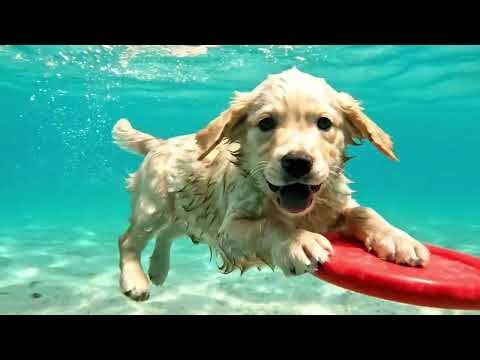 Mama Dog Makes Pancakes to Help Baby and Injured Beaver Friend | Mama Dog