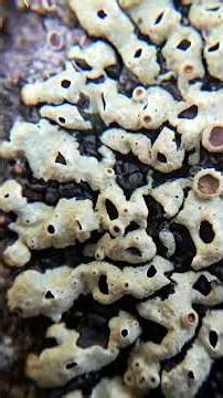 M- Menegazzia or Hole-Punch Lichen. Lichens from A to Z