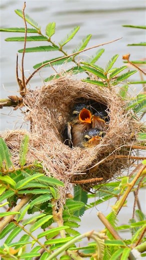 Mother Bird Feed Beautiful Baby In Nest 10084#bird #birdfeeding