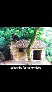 He Built an Amazing Jungle Stone House in Just One Day | Primitive Survival & Bushcraft #StoneHouse