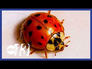 Having Ladybug Problems? Why ladybugs are swarming so many homes right now