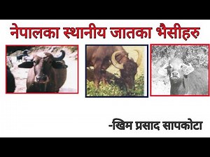 नेपालका स्थानिय जातका भौंसीहरु ( INDIGENOUS BREEDS OF BUFFALO IN NEPAL )