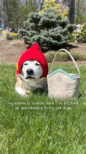Welcome to Sookie’s Garden 🪴🪏👩‍🌾 #seniordog #dogshorts #gardening