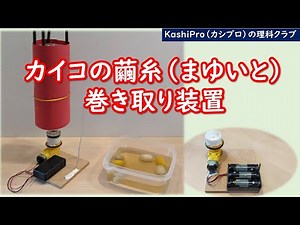 ＃まゆ糸自動巻き取り器で＃カイコの＃繭を全部巻き取ろう！ 1000m～1500mを全部巻き取れるか？