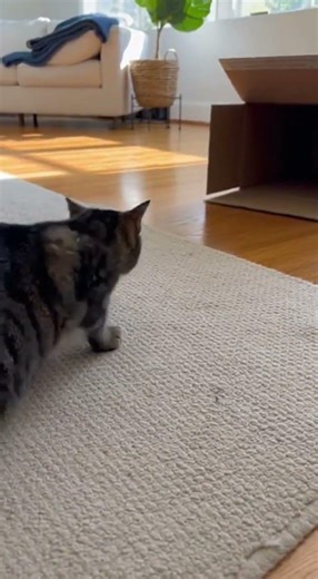 Cat's Epic Box Jump FAIL