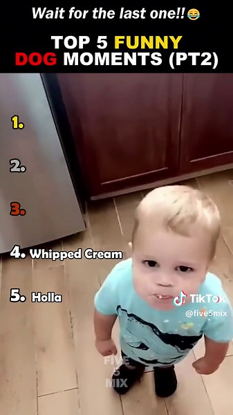 Ranking Funny Dog Moments! #ranking #funny #funniest #top5 #dog