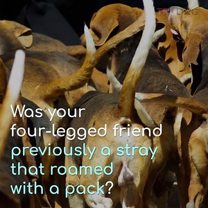 1.5K views · 13 shares | What is Coprophagia?  https://trudog.com/why-does-my-dog-eat-poop/ | TruDog | Facebook