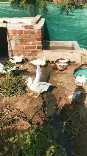 Indian runner duck farming in village life #duckfarmer #ducklingspro #bird #ducklife #duckfarm