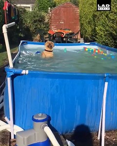 2.6M views · 40K reactions | 'How my dog has been dealing with the heat'  | LADbible | Facebook