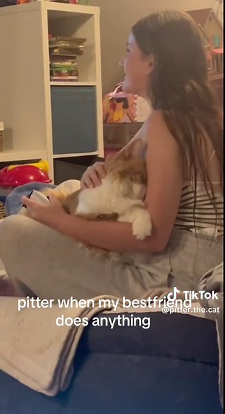 Pitter the Cat's Shy Reactions to Funny Moments