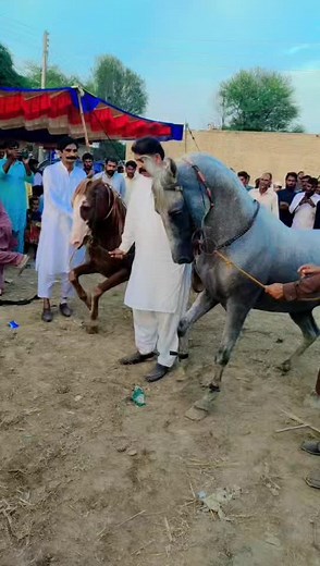 Exploring South Asian Horse Markets and Fair Traditions