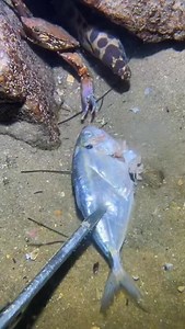 30K views · 7.5K reactions | #fishinglife #spearfishing #keepsupporting #fishingfrontier #fyp | Fishing Frontier | Facebook