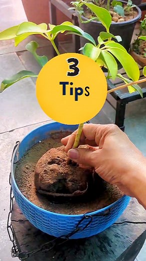 12 reactions · 80 comments | 3 Tips To Maintain Variegation Of Any Plant  Dwarf Variegated Shefflera Plant . . . . . . . #tips #hildacrafty #variegation #schefflera #plantaddict | Hilda Sinha | Facebook