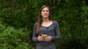 6.7K views · 192 reactions | How to grow and harvest squash from a container | Burpee Gardening | Facebook